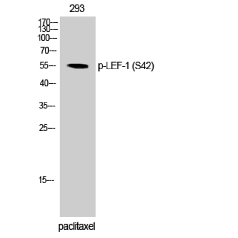 Western Blot - Anti-LEF-1 (phospho Ser42) Antibody (A1090) - Antibodies.com