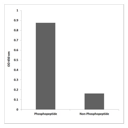 ELISA - Anti-JIP1 (phospho Thr103) Antibody (P12-1130) - Antibodies.com