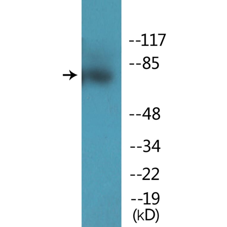 Western Blot - Anti-JIP1 (phospho Thr103) Antibody (P12-1130) - Antibodies.com