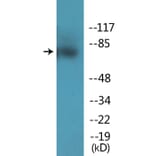 Western Blot - Anti-JIP1 (phospho Thr103) Antibody (P12-1130) - Antibodies.com