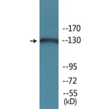 Western Blot - Anti-JAK2 (phospho Tyr570) Antibody (P12-1128) - Antibodies.com