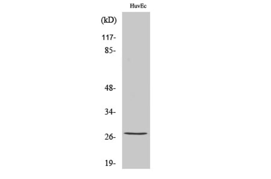 Western Blot - Anti-HSP27 (phospho Ser82) Antibody (A7112) - Antibodies.com