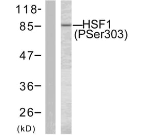 Western Blot - Anti-HSF1 (phospho Ser303) Antibody (A7109) - Antibodies.com