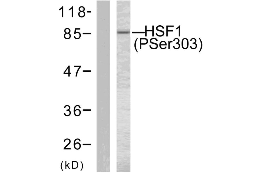 Western Blot - Anti-HSF1 (phospho Ser303) Antibody (A7109) - Antibodies.com