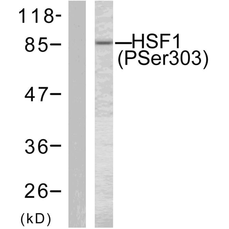 Western Blot - Anti-HSF1 (phospho Ser303) Antibody (A7109) - Antibodies.com