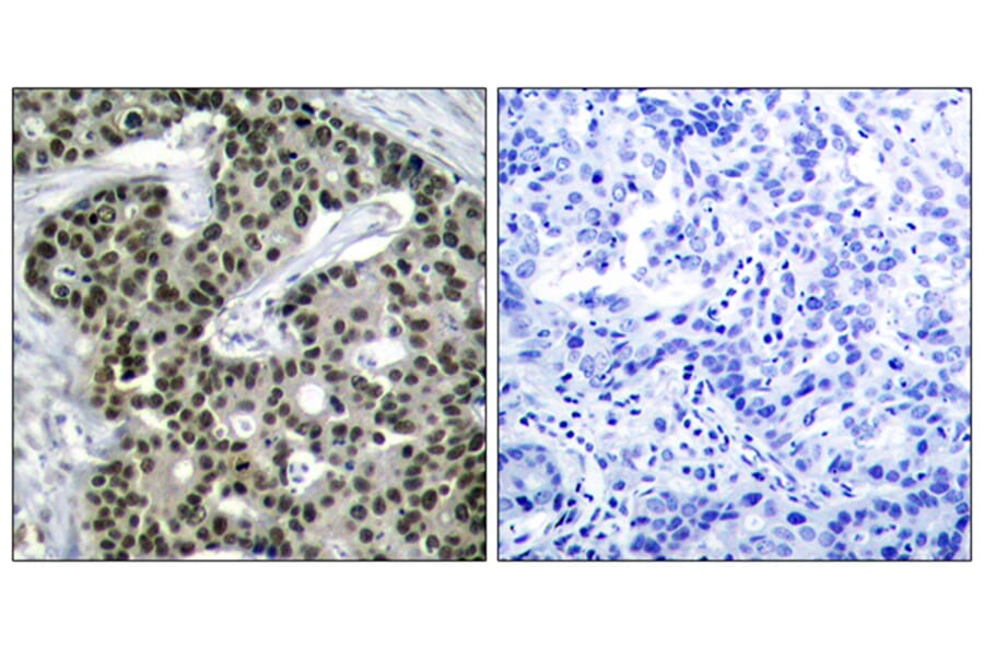 Immunohistochemistry - Anti-HSF1 (phospho Ser303) Antibody (A7109) - Antibodies.com