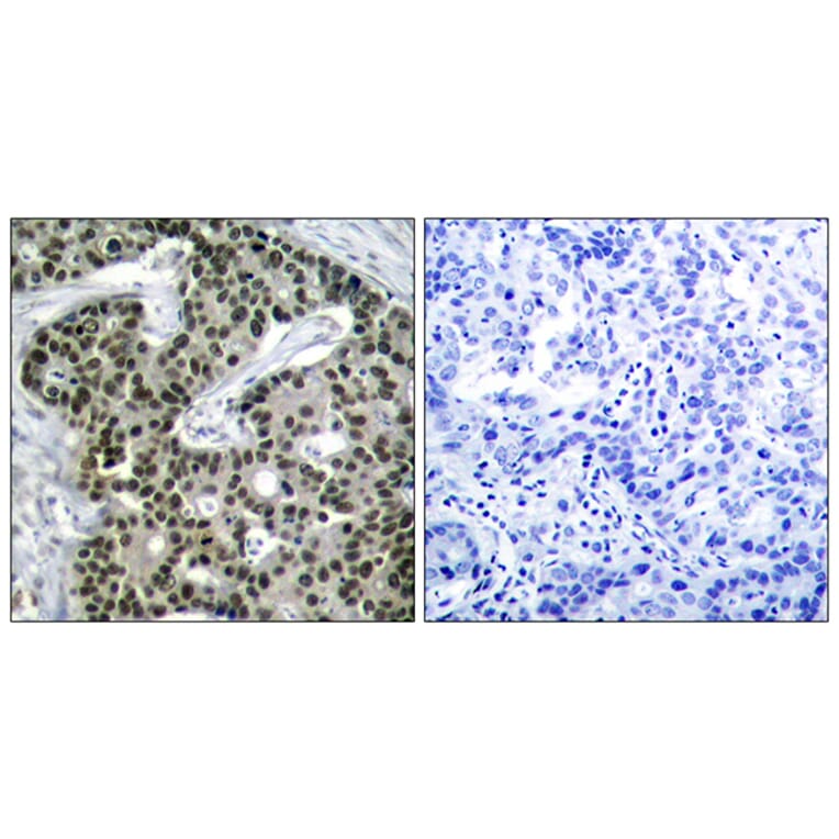 Immunohistochemistry - Anti-HSF1 (phospho Ser303) Antibody (A7109) - Antibodies.com