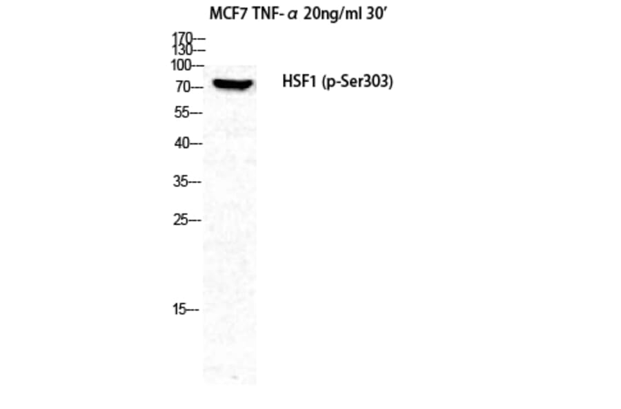 Western Blot - Anti-HSF1 (phospho Ser303) Antibody (A7109) - Antibodies.com