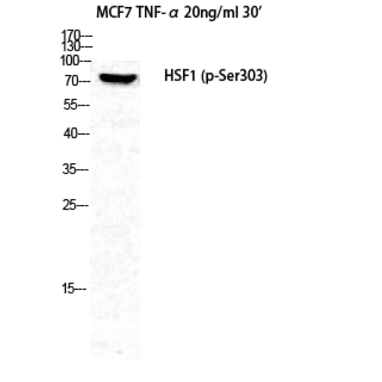 Western Blot - Anti-HSF1 (phospho Ser303) Antibody (A7109) - Antibodies.com