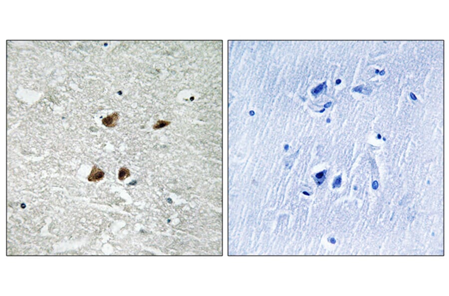 Immunohistochemistry - Anti-HSF1 (phospho Ser121) Antibody (A8041) - Antibodies.com