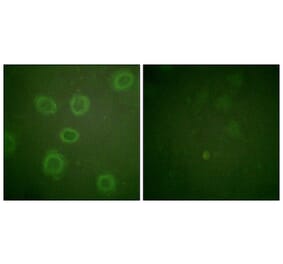 Immunofluorescence - Anti-HER2 (phospho Thr686) Antibody (A0918) - Antibodies.com
