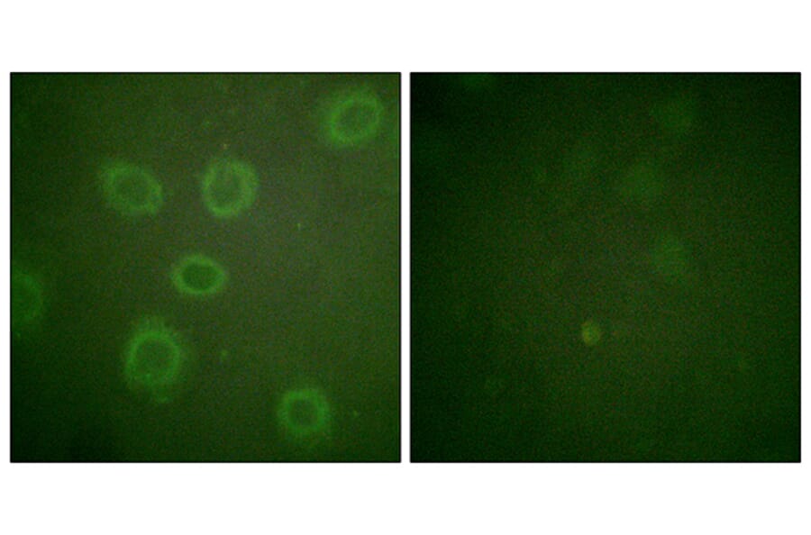 Immunofluorescence - Anti-HER2 (phospho Thr686) Antibody (A0918) - Antibodies.com