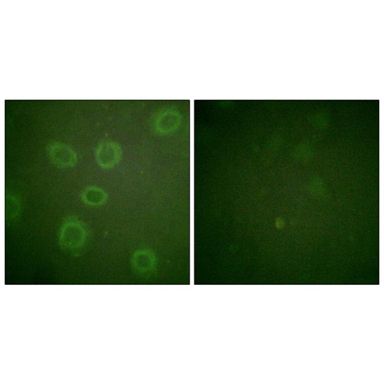 Immunofluorescence - Anti-HER2 (phospho Thr686) Antibody (A0918) - Antibodies.com