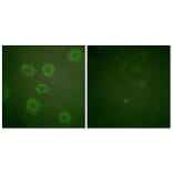 Immunofluorescence - Anti-HER2 (phospho Thr686) Antibody (A0918) - Antibodies.com