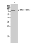 Western Blot - Anti-GRK2 (phospho Ser685) Antibody (A8278) - Antibodies.com