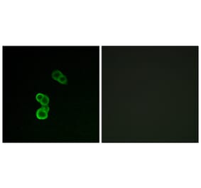 Immunofluorescence - Anti-GAP43 (phospho Ser41) Antibody (A7091) - Antibodies.com