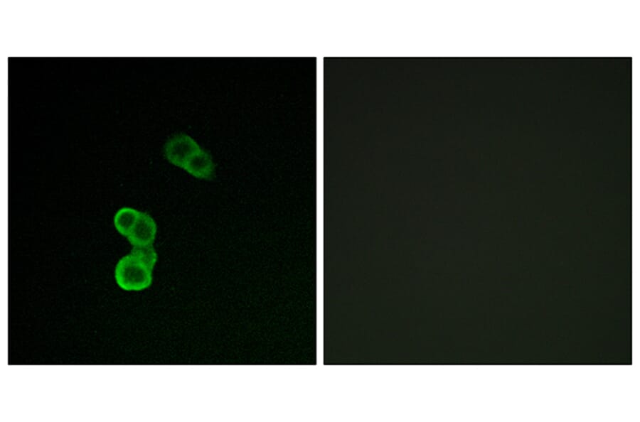 Immunofluorescence - Anti-GAP43 (phospho Ser41) Antibody (A7091) - Antibodies.com