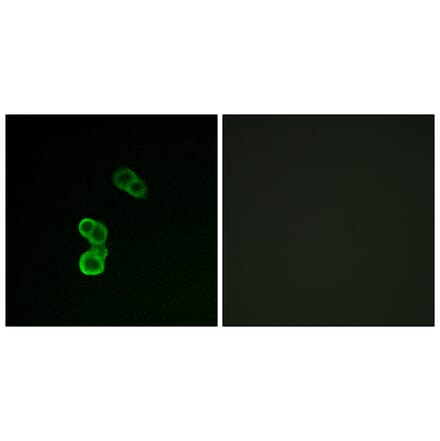 Immunofluorescence - Anti-GAP43 (phospho Ser41) Antibody (A7091) - Antibodies.com