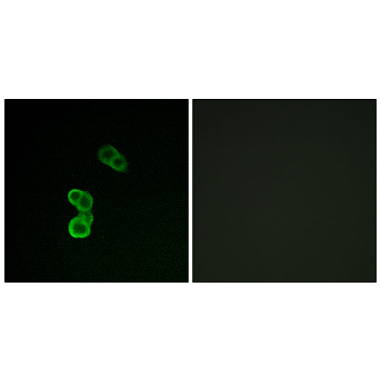 Immunofluorescence - Anti-GAP43 (phospho Ser41) Antibody (A7091) - Antibodies.com