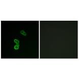Immunofluorescence - Anti-GAP43 (phospho Ser41) Antibody (A7091) - Antibodies.com