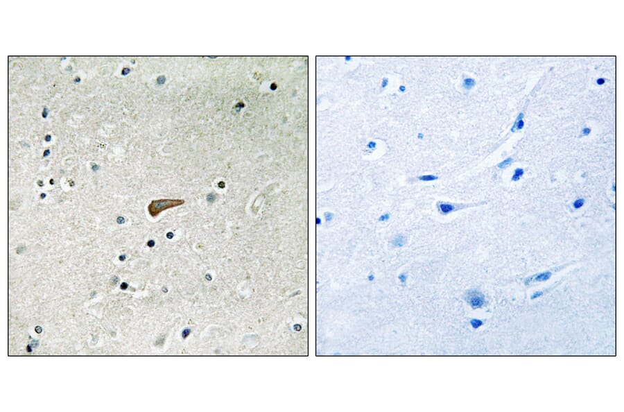 Immunohistochemistry - Anti-FRS2 (phospho Tyr436) Antibody (A8239) - Antibodies.com