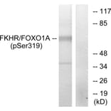 Western Blot - Anti-FKHR (phospho Ser319) Antibody (A7086) - Antibodies.com