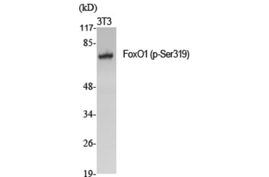Western Blot - Anti-FKHR (phospho Ser319) Antibody (A7086) - Antibodies.com