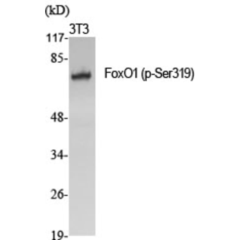 Western Blot - Anti-FKHR (phospho Ser319) Antibody (A7086) - Antibodies.com