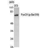 Western Blot - Anti-FKHR (phospho Ser319) Antibody (A7086) - Antibodies.com