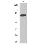 Western Blot - Anti-FKHR (phospho Ser319) Antibody (A7086) - Antibodies.com