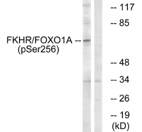 Western Blot - Anti-FKHR (phospho Ser256) Antibody (A7085) - Antibodies.com