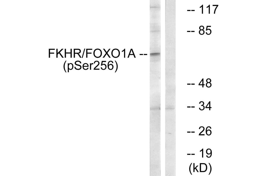 Western Blot - Anti-FKHR (phospho Ser256) Antibody (A7085) - Antibodies.com