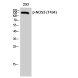 Western Blot - Anti-eNOS (phospho Thr494) Antibody (A7072) - Antibodies.com