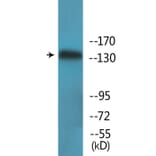 Western Blot - Anti-eNOS (phospho Thr494) Antibody (P12-1100) - Antibodies.com