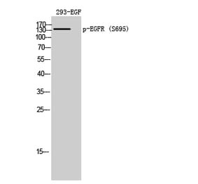 Western Blot - Anti-EGFR (phospho Ser695) Antibody (A8023) - Antibodies.com