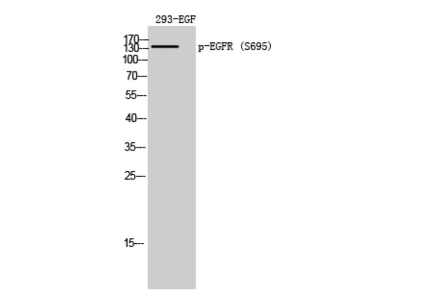 Western Blot - Anti-EGFR (phospho Ser695) Antibody (A8023) - Antibodies.com