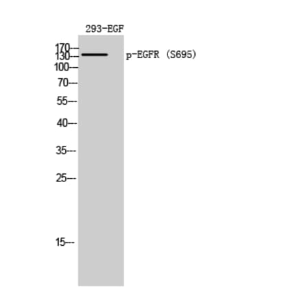 Western Blot - Anti-EGFR (phospho Ser695) Antibody (A8023) - Antibodies.com