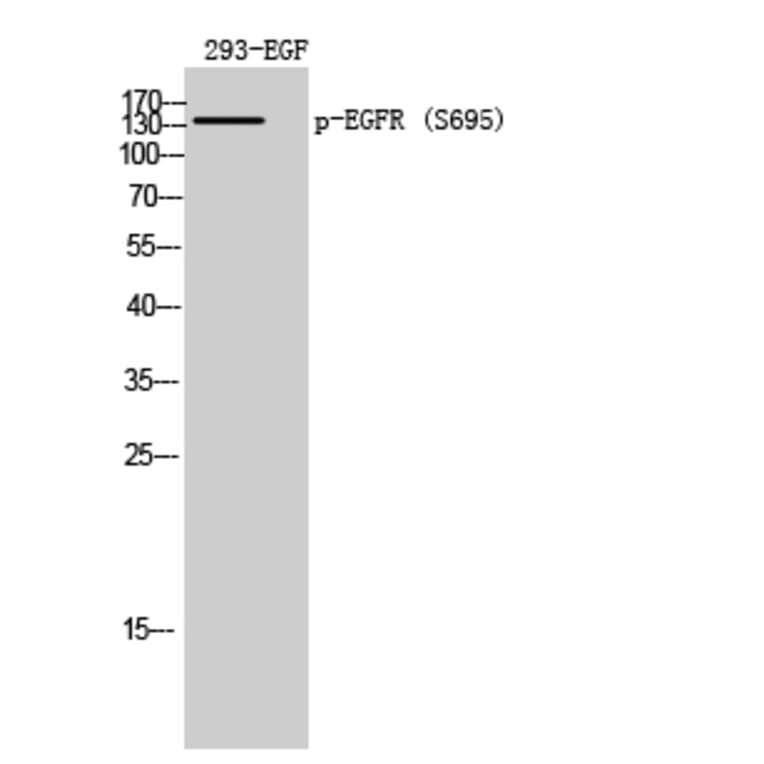 Western Blot - Anti-EGFR (phospho Ser695) Antibody (A8023) - Antibodies.com