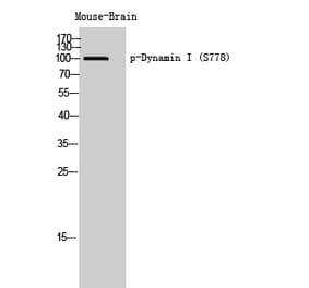 Western Blot - Anti-DYN1 (phospho Ser778) Antibody (A8227) - Antibodies.com