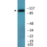 Western Blot - Anti-DYN1 (phospho Ser778) Antibody (P12-1095) - Antibodies.com