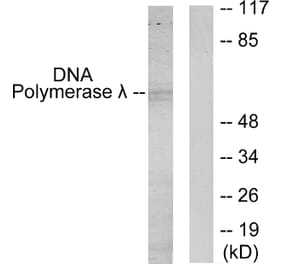 Western Blot - Anti-DNA Polymerase lambda Antibody (C11836) - Antibodies.com