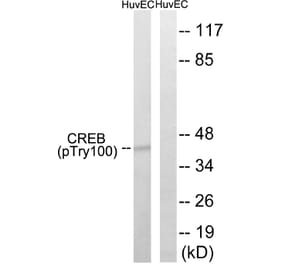 Western Blot - Anti-CREB (phospho Thr100) Antibody (A8021) - Antibodies.com