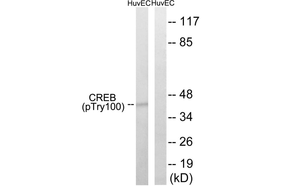 Western Blot - Anti-CREB (phospho Thr100) Antibody (A8021) - Antibodies.com