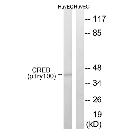 Western Blot - Anti-CREB (phospho Thr100) Antibody (A8021) - Antibodies.com