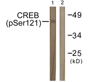 Western Blot - Anti-CREB (phospho Ser121) Antibody (A0471) - Antibodies.com