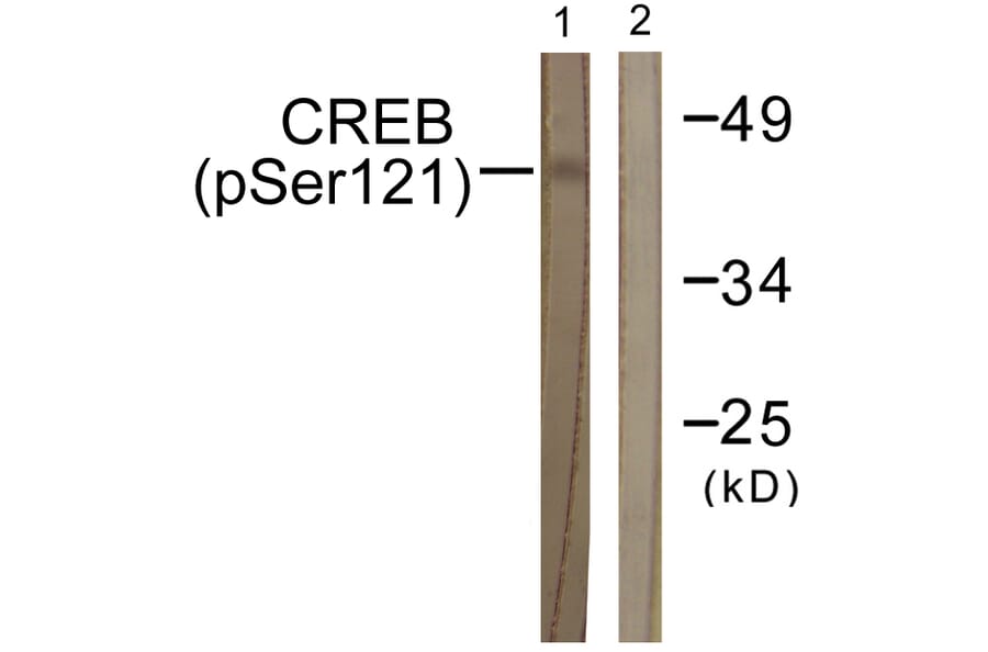 Western Blot - Anti-CREB (phospho Ser121) Antibody (A0471) - Antibodies.com