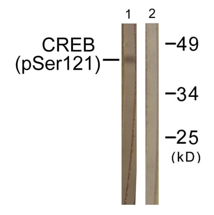 Western Blot - Anti-CREB (phospho Ser121) Antibody (A0471) - Antibodies.com