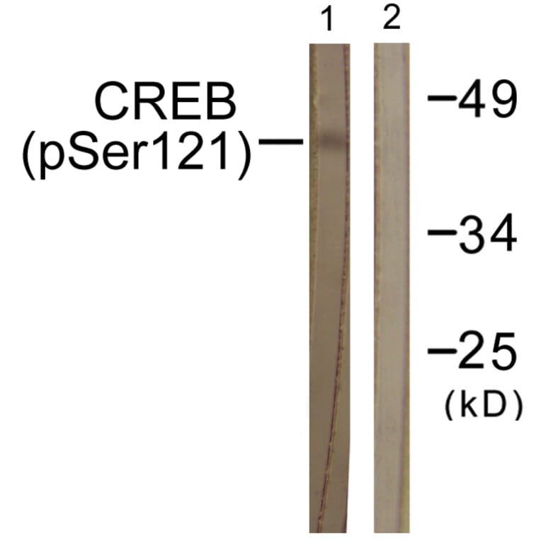 Western Blot - Anti-CREB (phospho Ser121) Antibody (A0471) - Antibodies.com