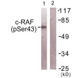 Western Blot - Anti-C-RAF (phospho Ser43) Antibody (A0893) - Antibodies.com