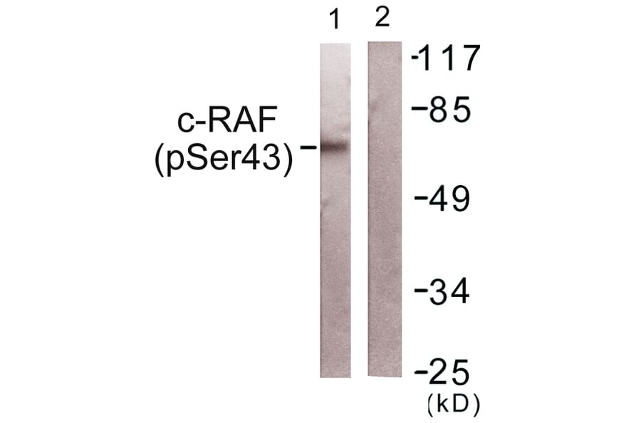 Western Blot - Anti-C-RAF (phospho Ser43) Antibody (A0893) - Antibodies.com